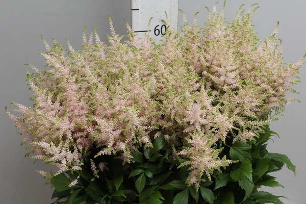 Astilbe Europa