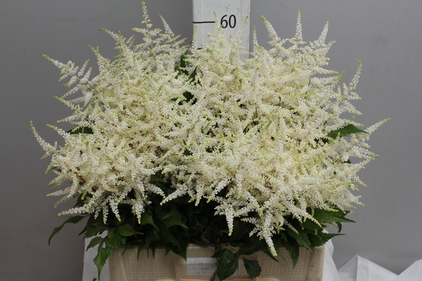 Astilbe Whasingthon