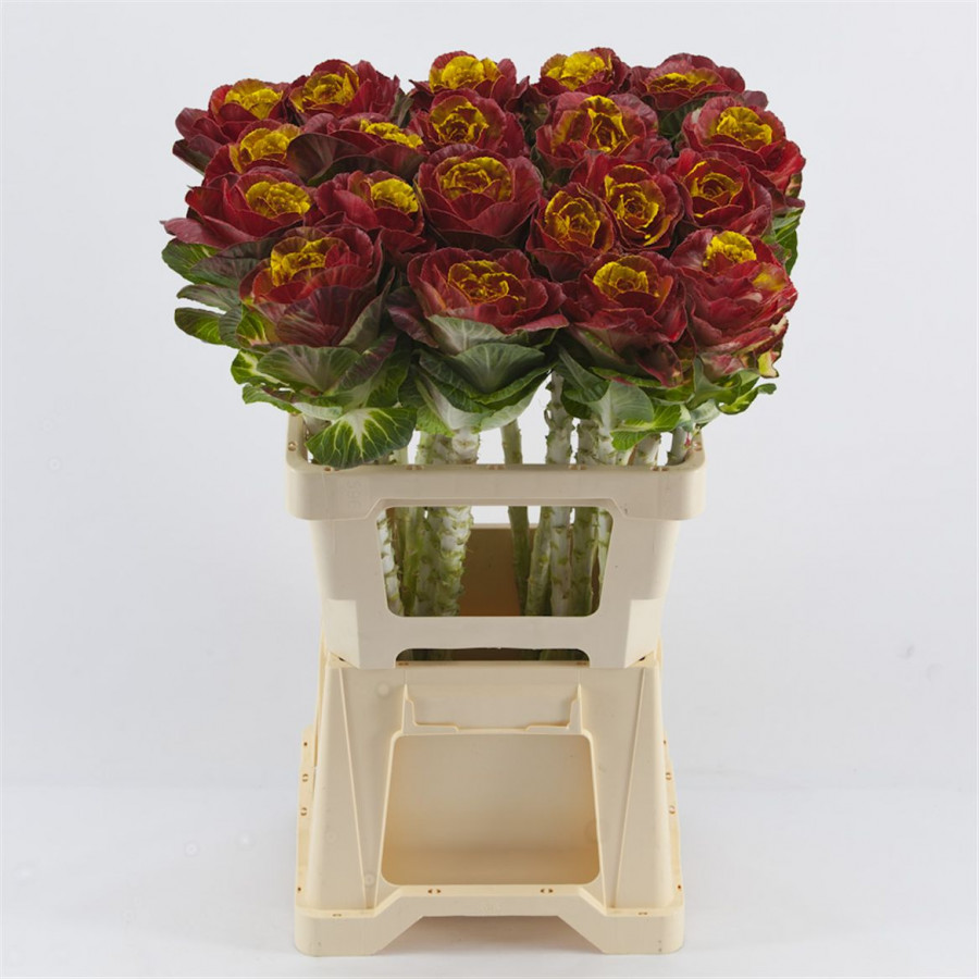 Brassica P.Bordeaux/Yellow