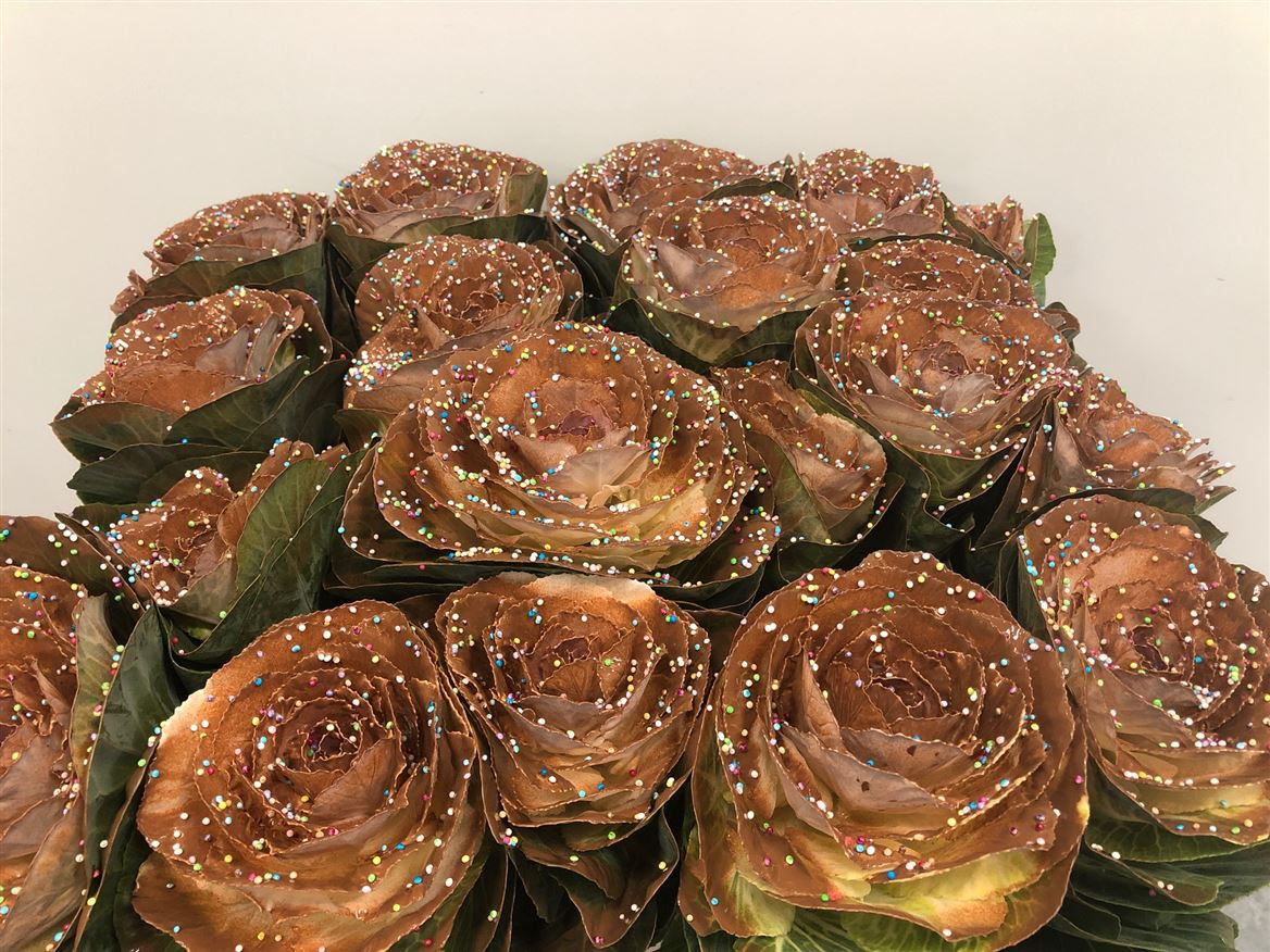 Brassica P.Candy Choco