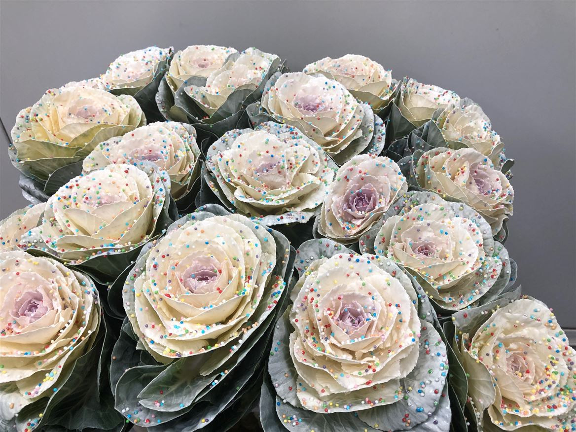 Brassica P.Candy
