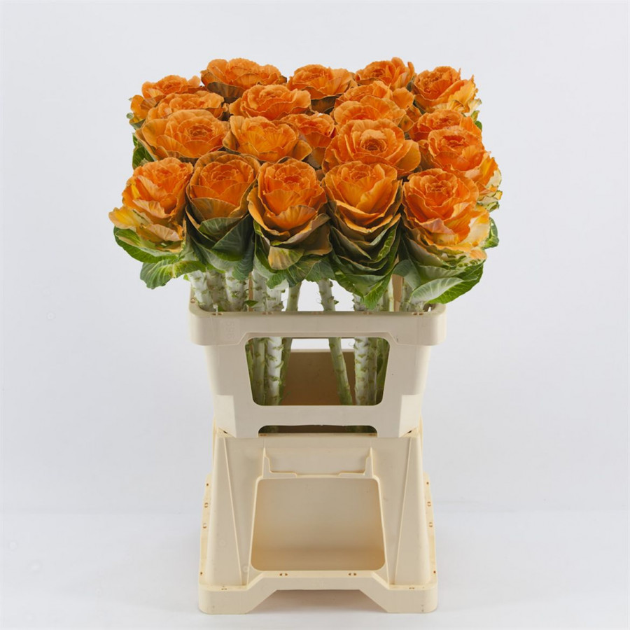 Brassica P.Apricot