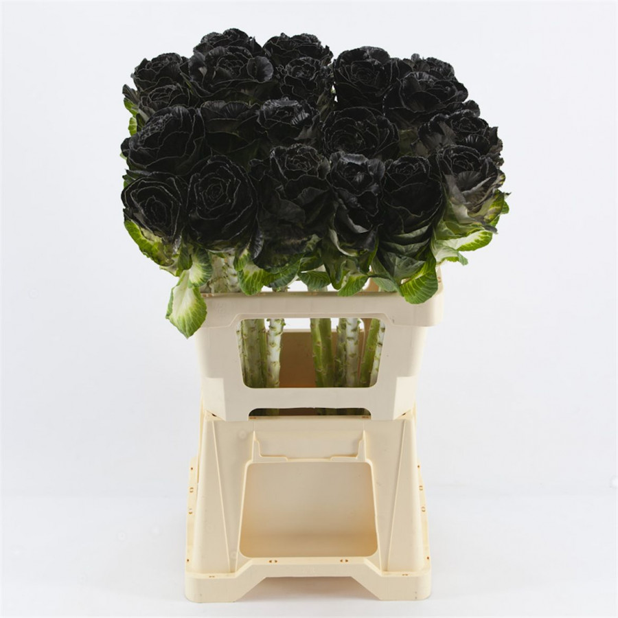 Brassica P.Black