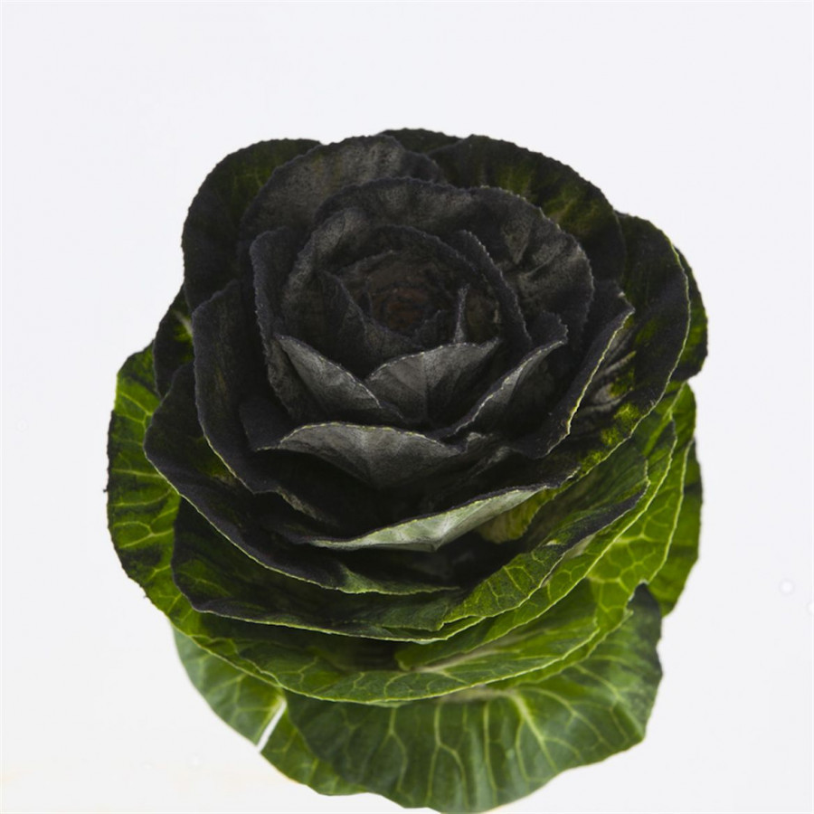 Brassica Powder Black