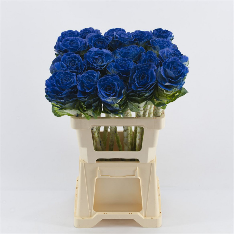 Brassica P.Blue