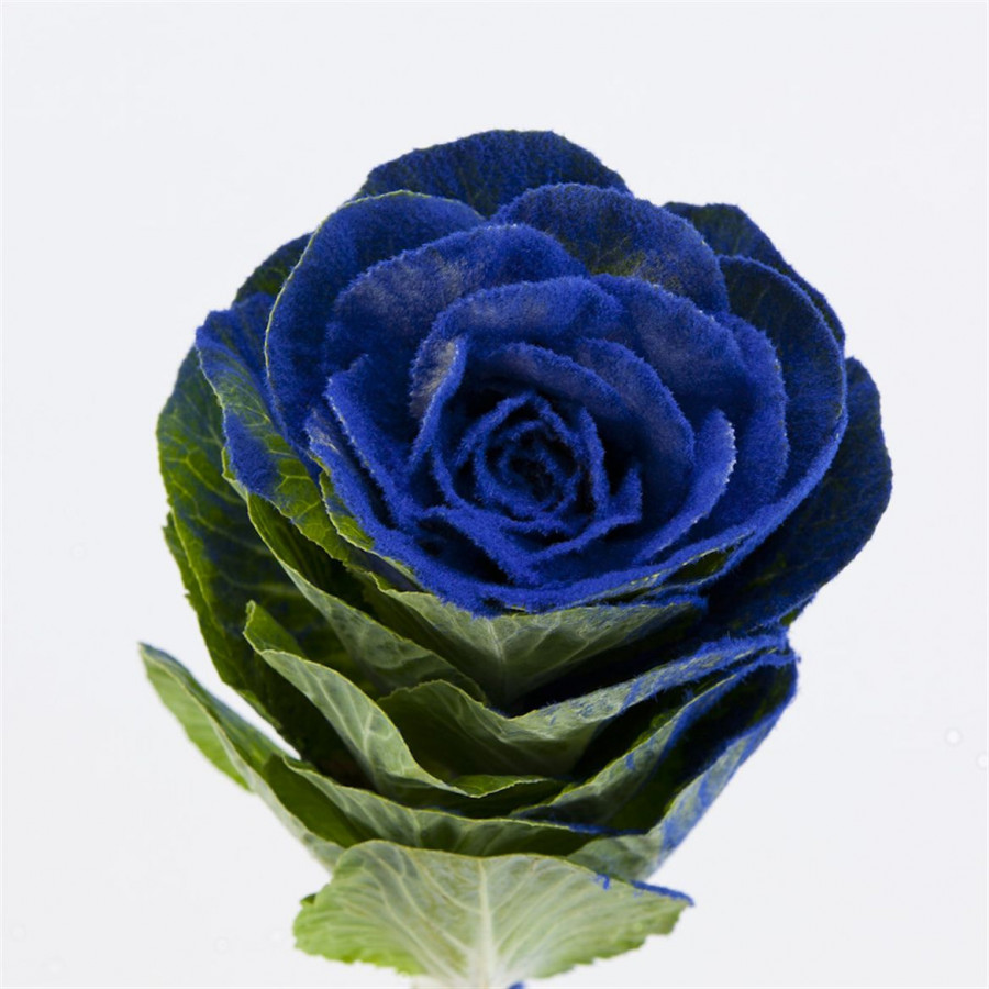 Brassica Powder Blue