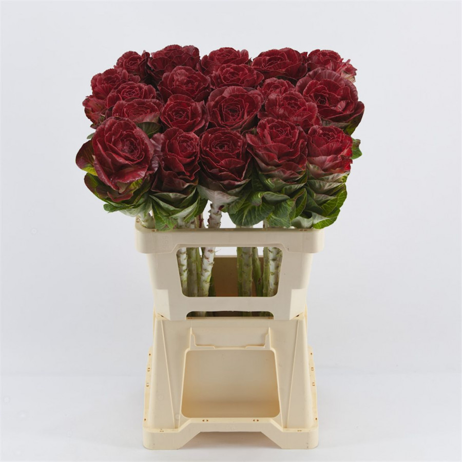 Brassica P.Bordeaux