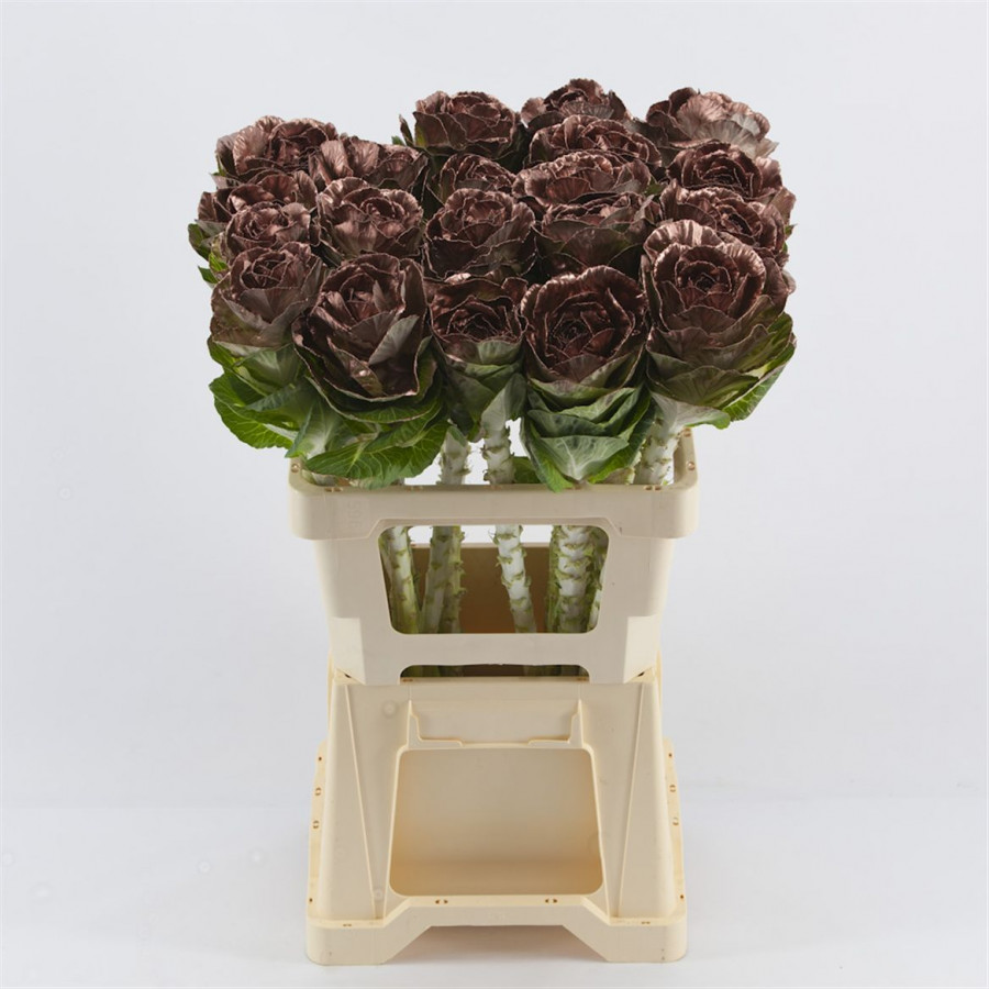 Brassica P.Copper