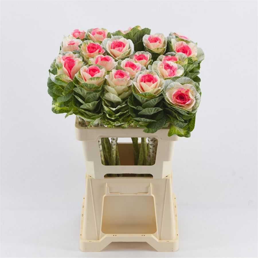 Brassica P.Dolce Vita