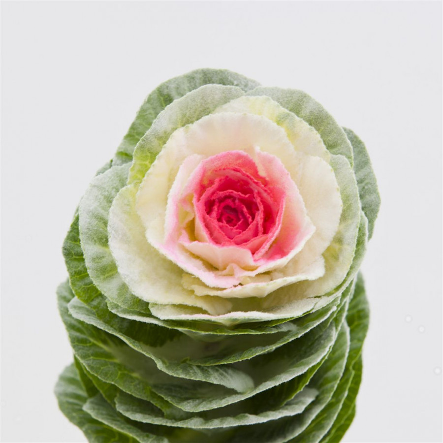 Brassica Powder Dolce Vita