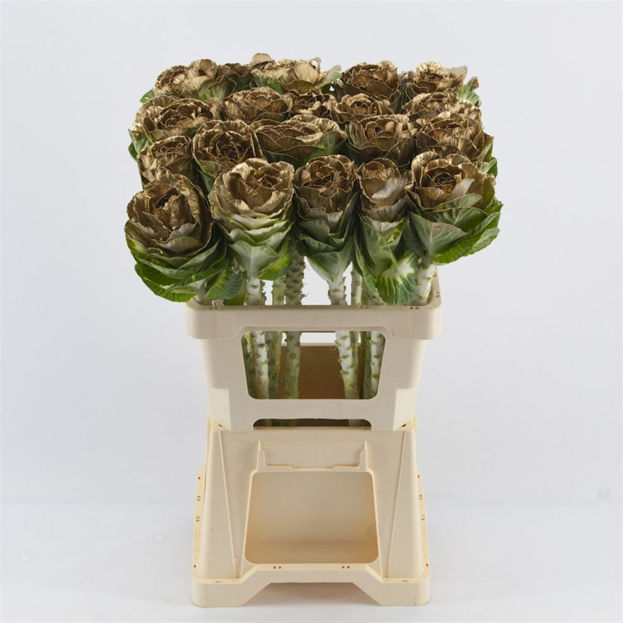 Brassica P.Gold