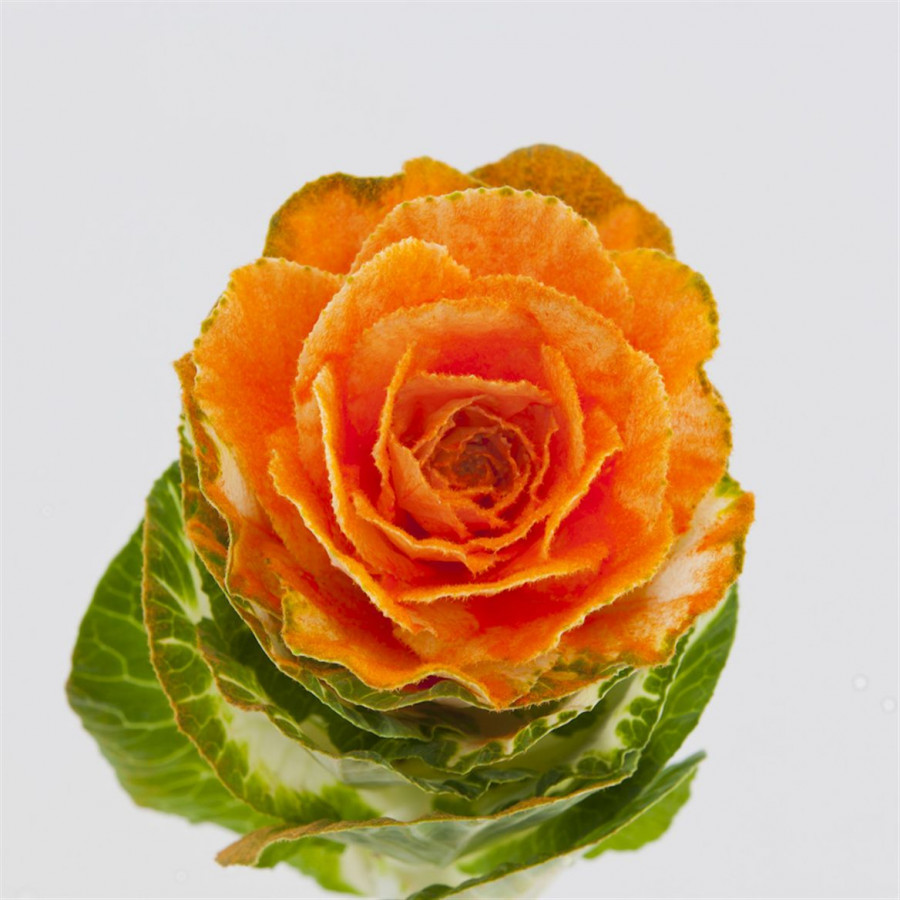 Brassica Powder Orange