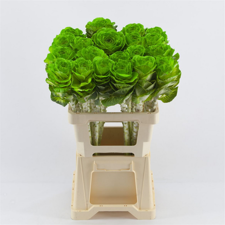 Brassica P.Green