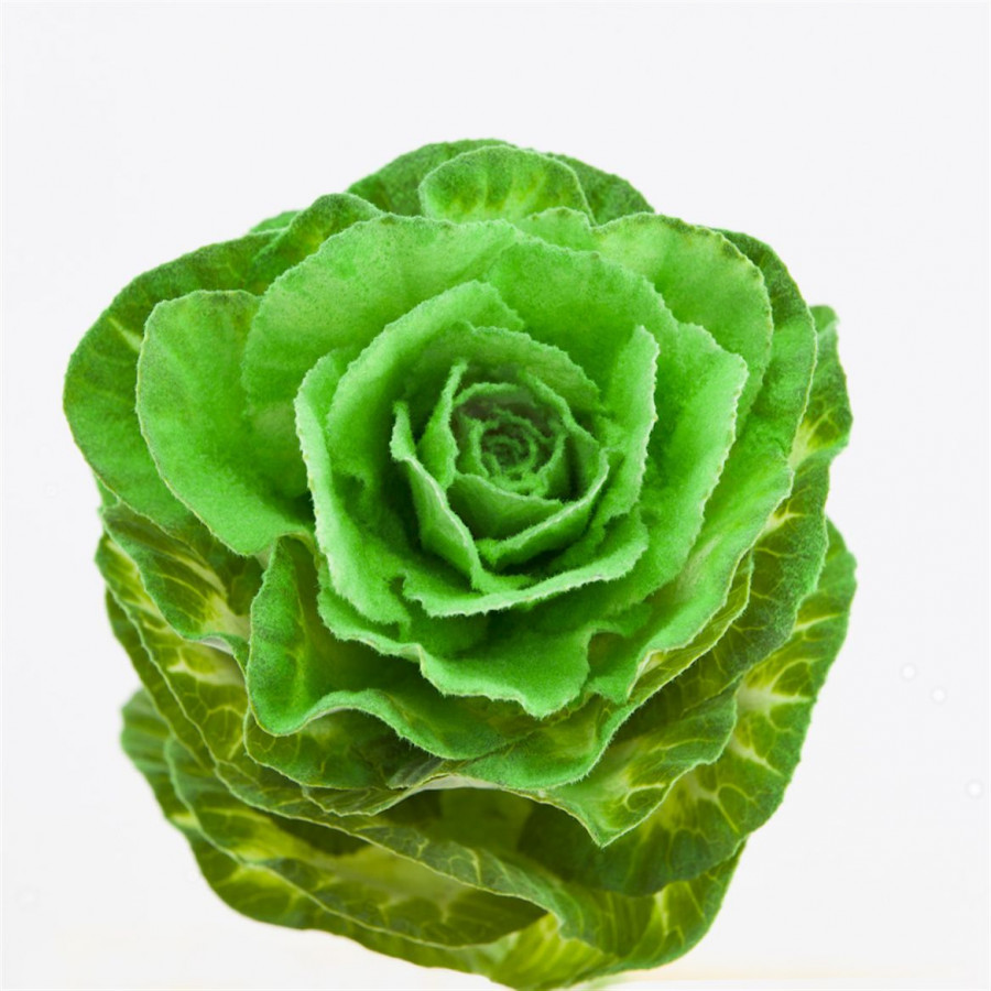 Brassica Powder Green