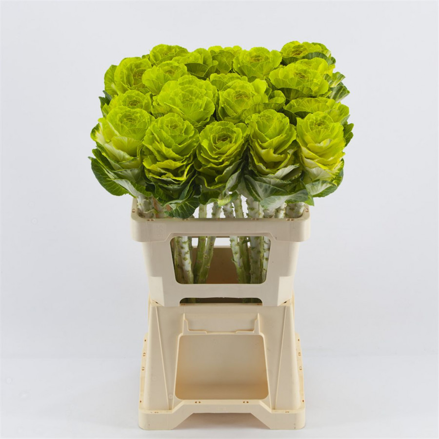 Brassica P.Mint