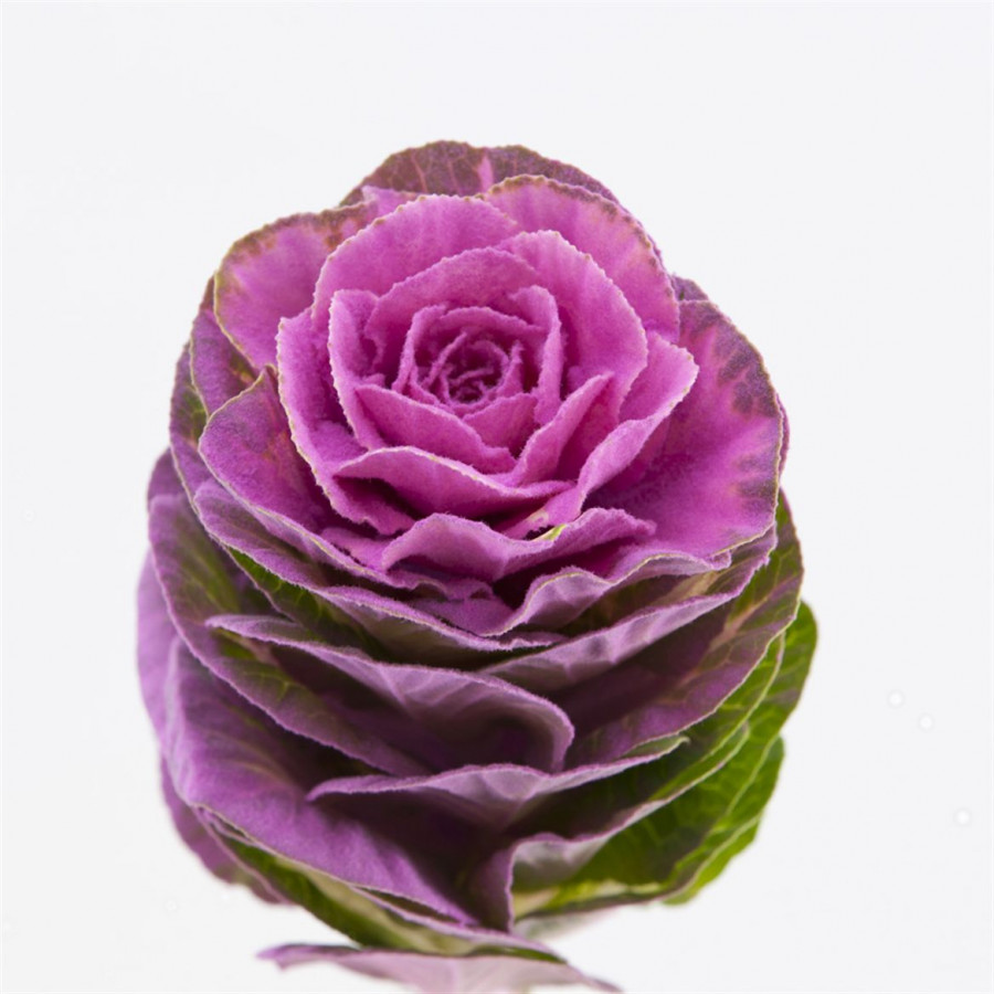 Brassica Powder Cerise