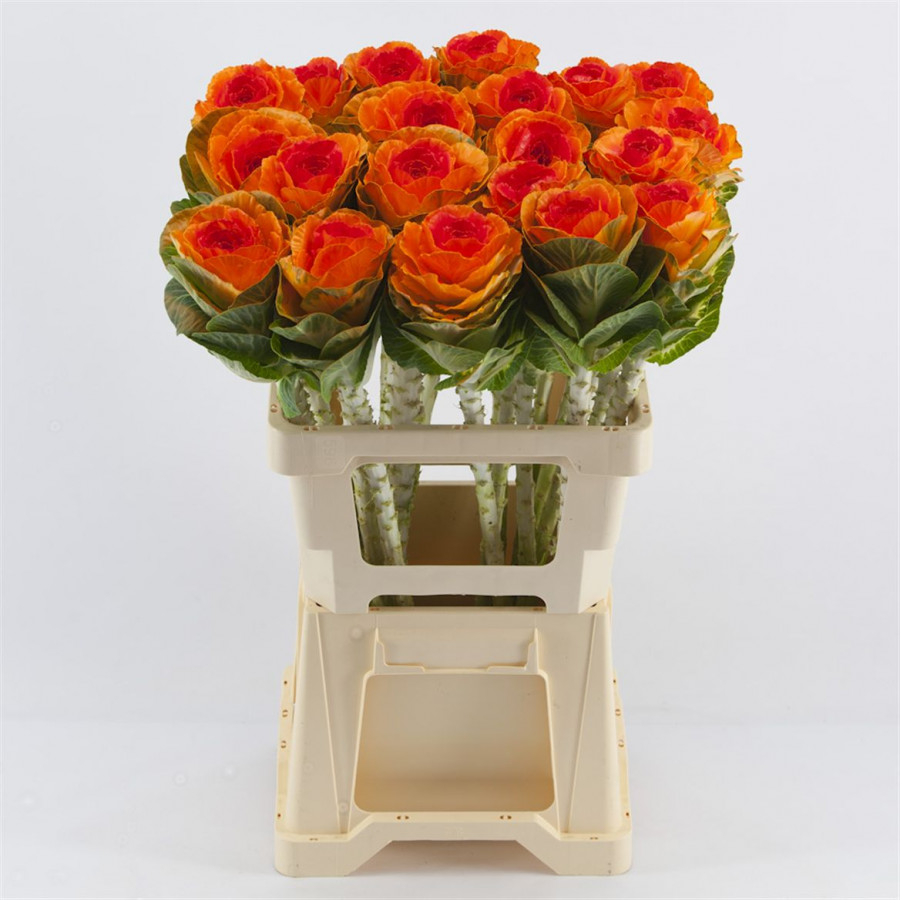 Brassica P.Orange/Red