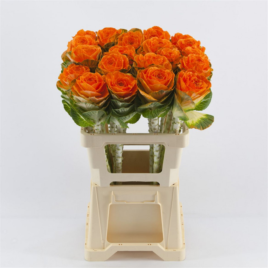 Brassica P.Orange