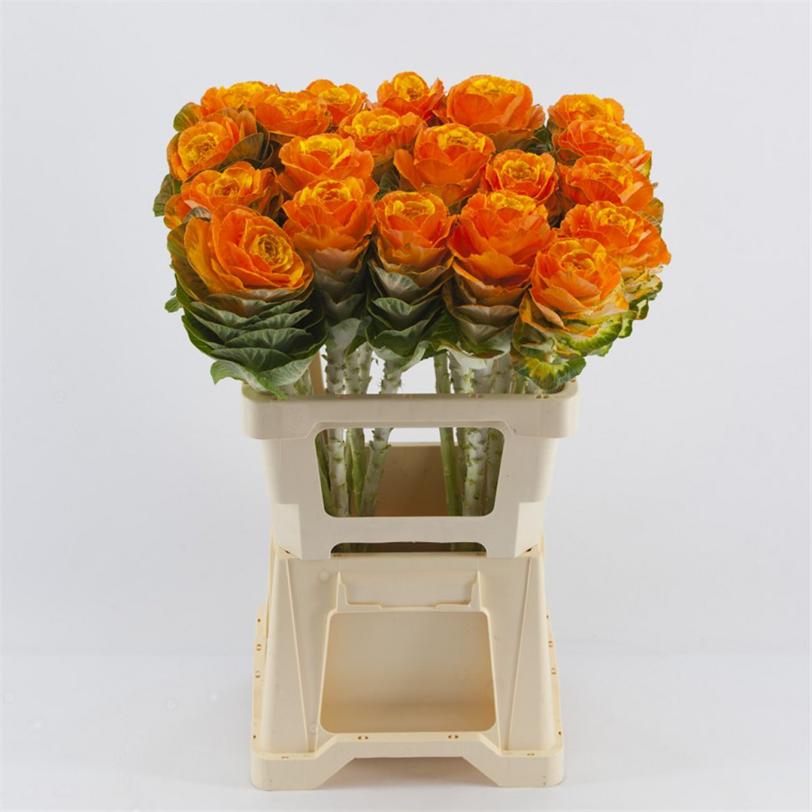 Brassica P.Orange/Yellow