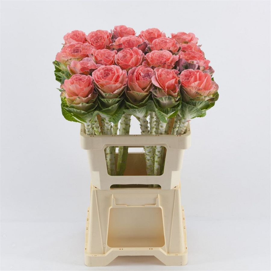Brassica P.Pink