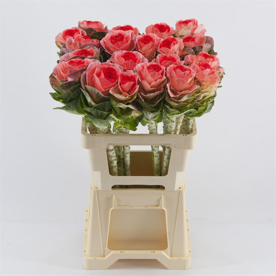 Brassica P.Pink/Red