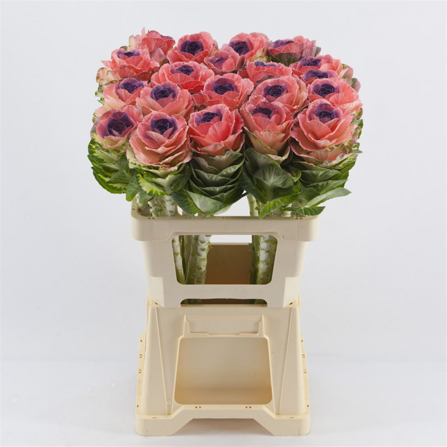 Brassica P.Pink/Purple
