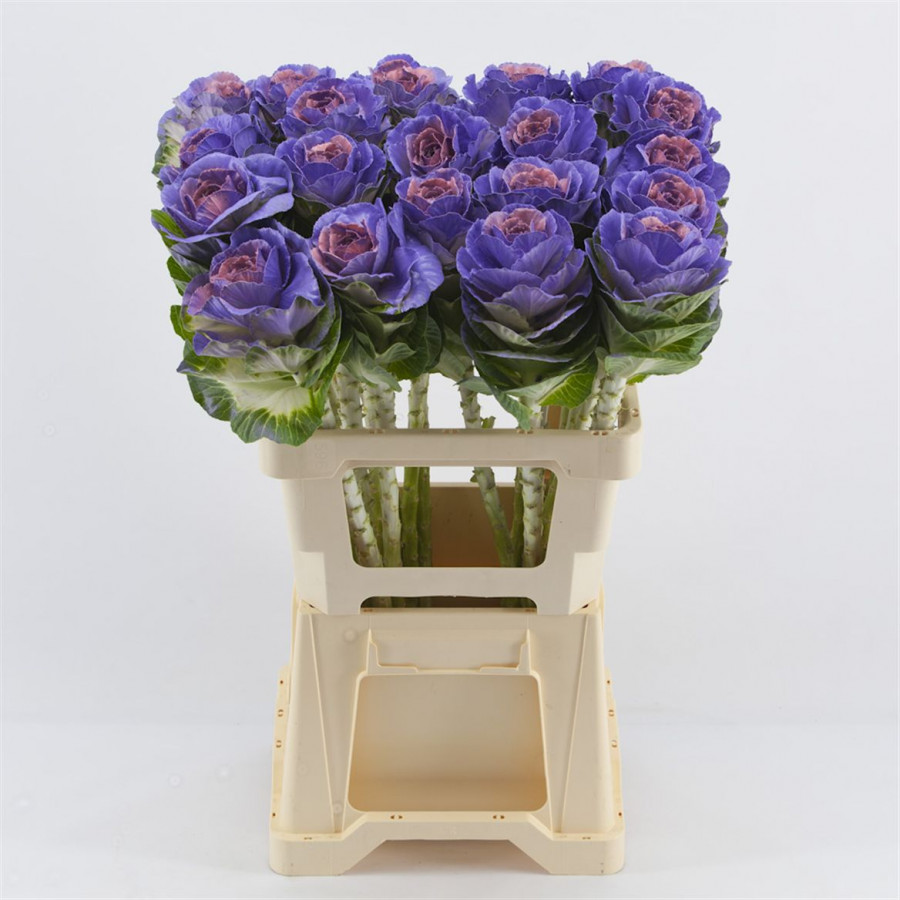 Brassica P.Purple/Pink