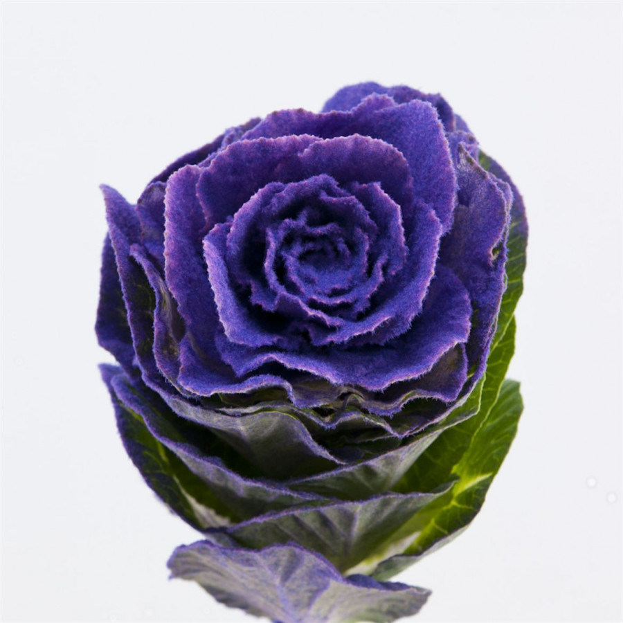 Brassica Powder Purple