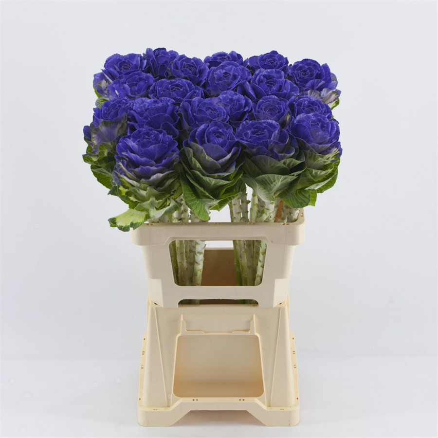 Brassica P.Purple