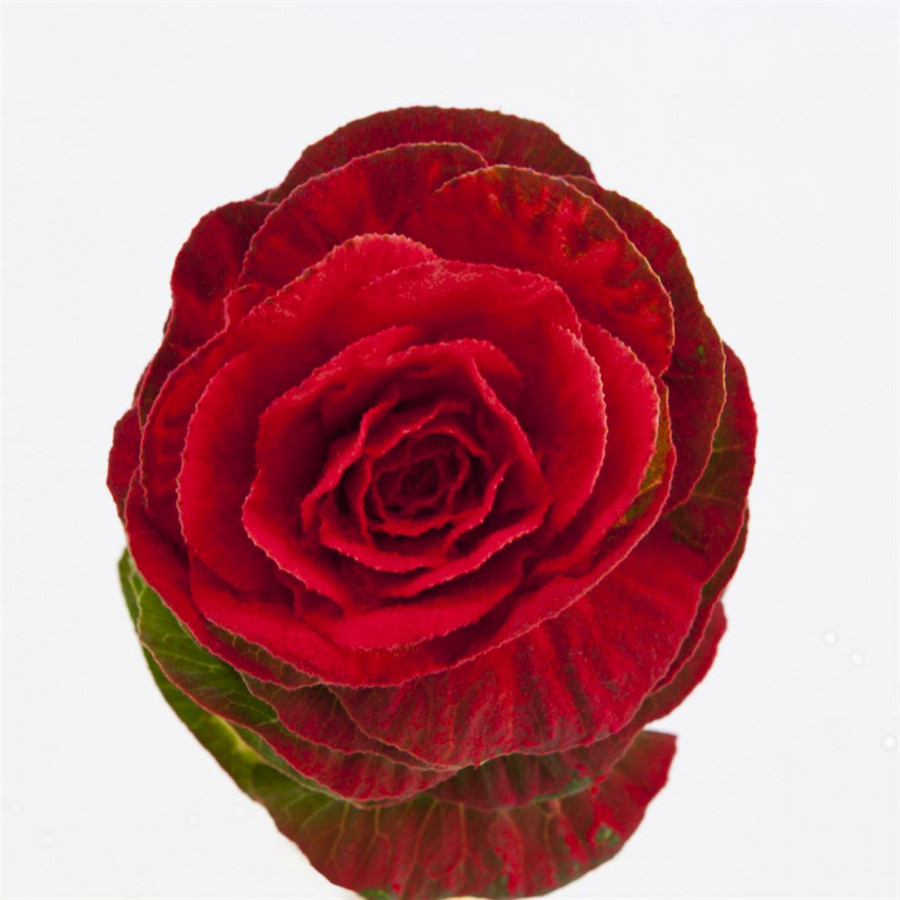 Brassica Powder Red