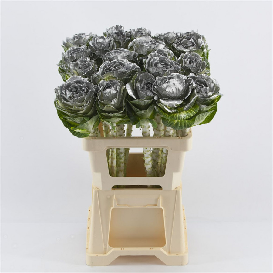 Brassica P.Silver