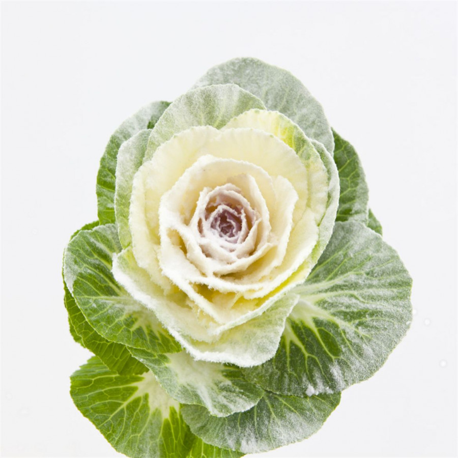 Brassica Powder White