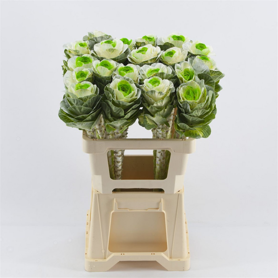 Brassica P.White/Green