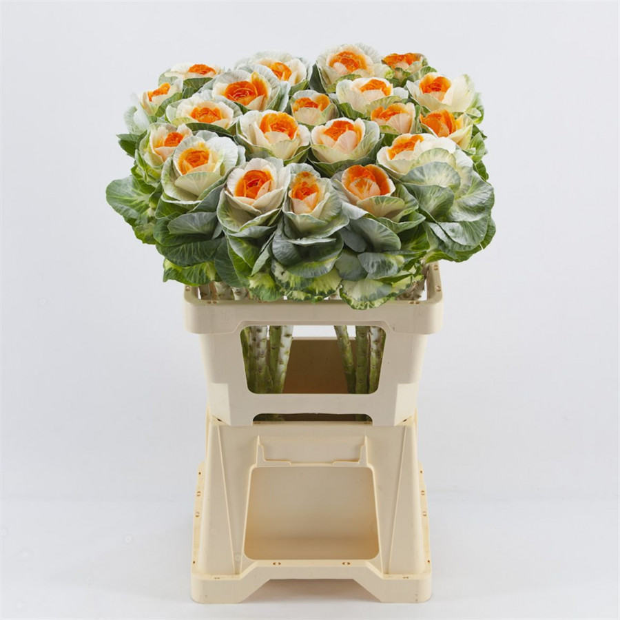 Brassica P.White/Orange