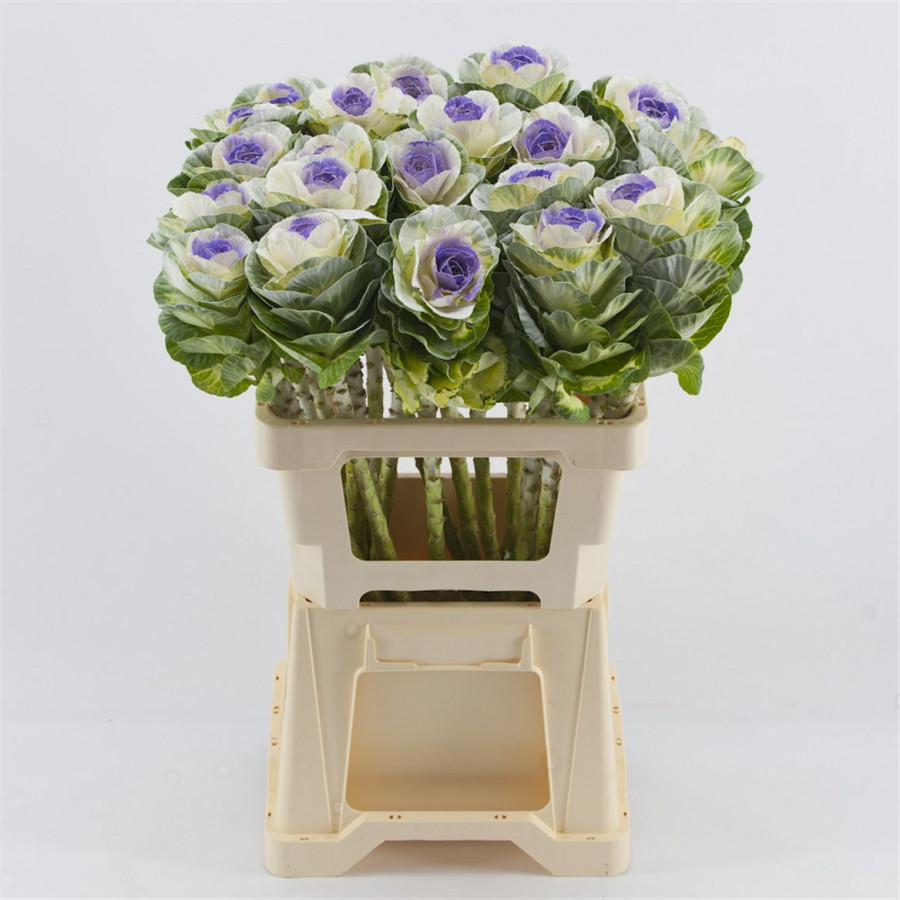Brassica P.White/Purple