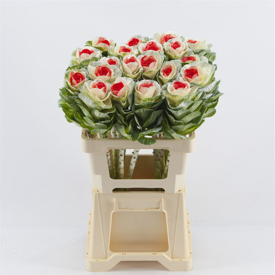 Brassica P.White/Red