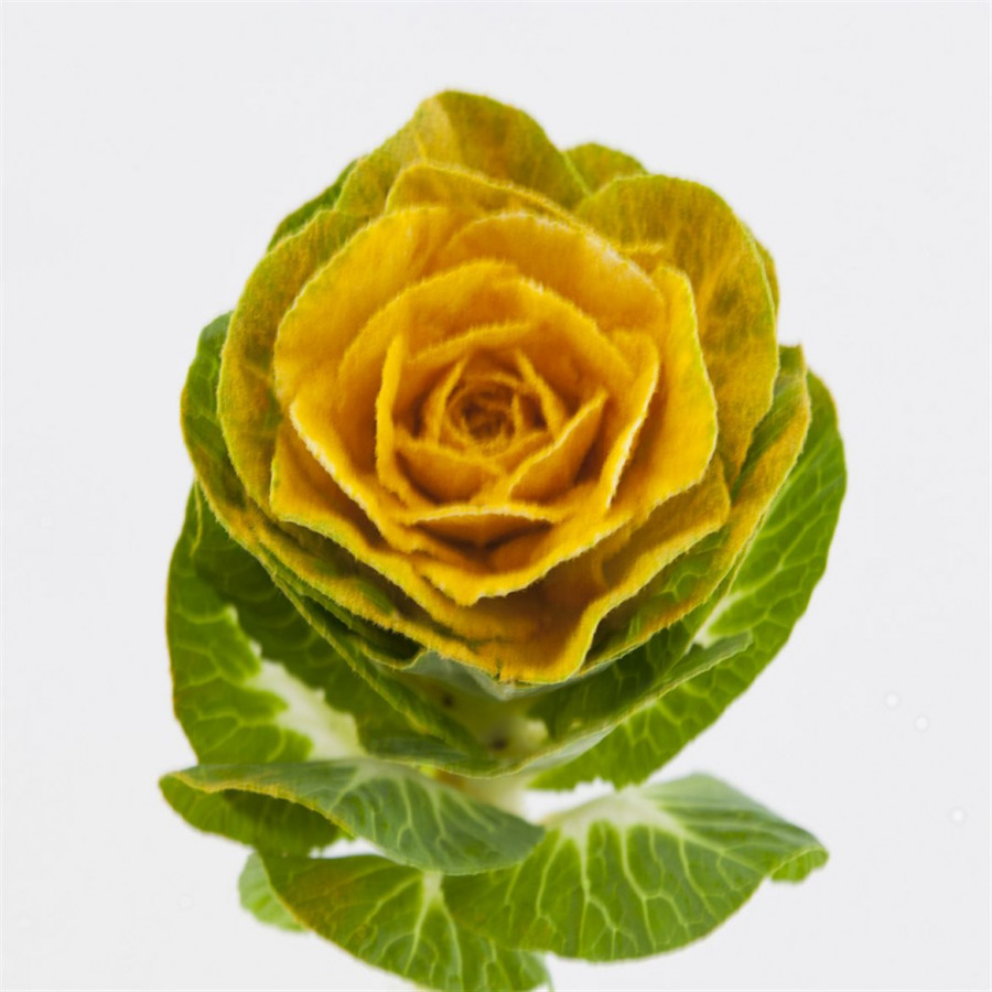 Brassica Powder Yellow
