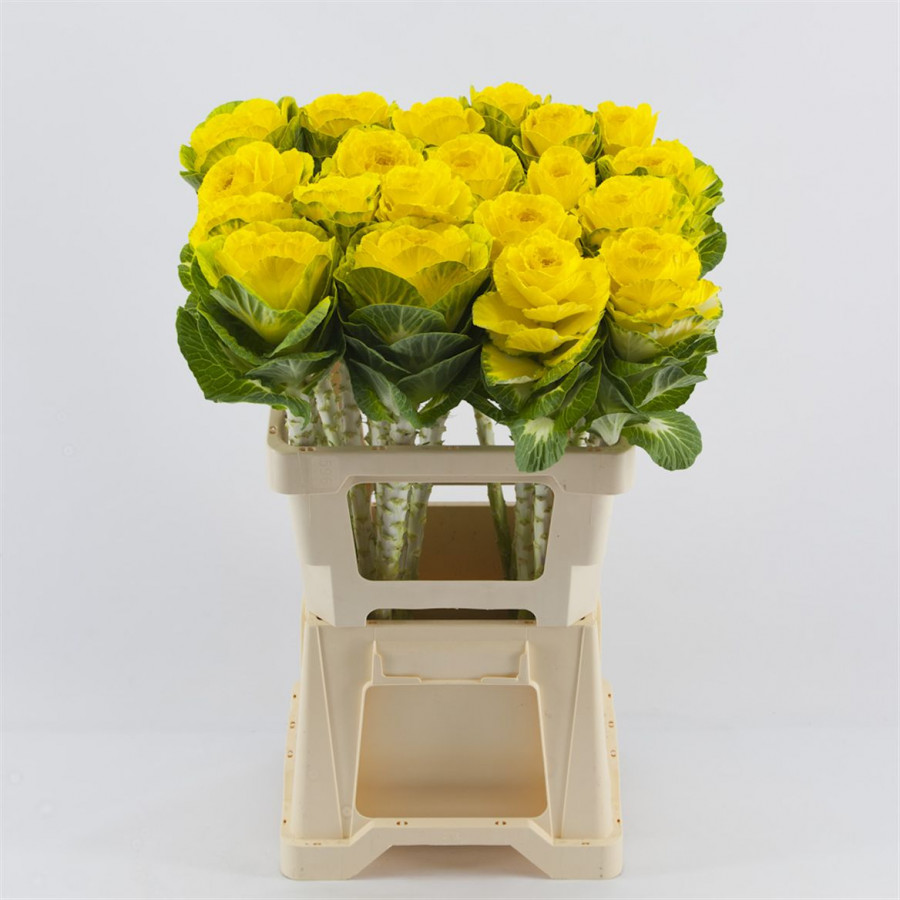 Brassica P.Yellow