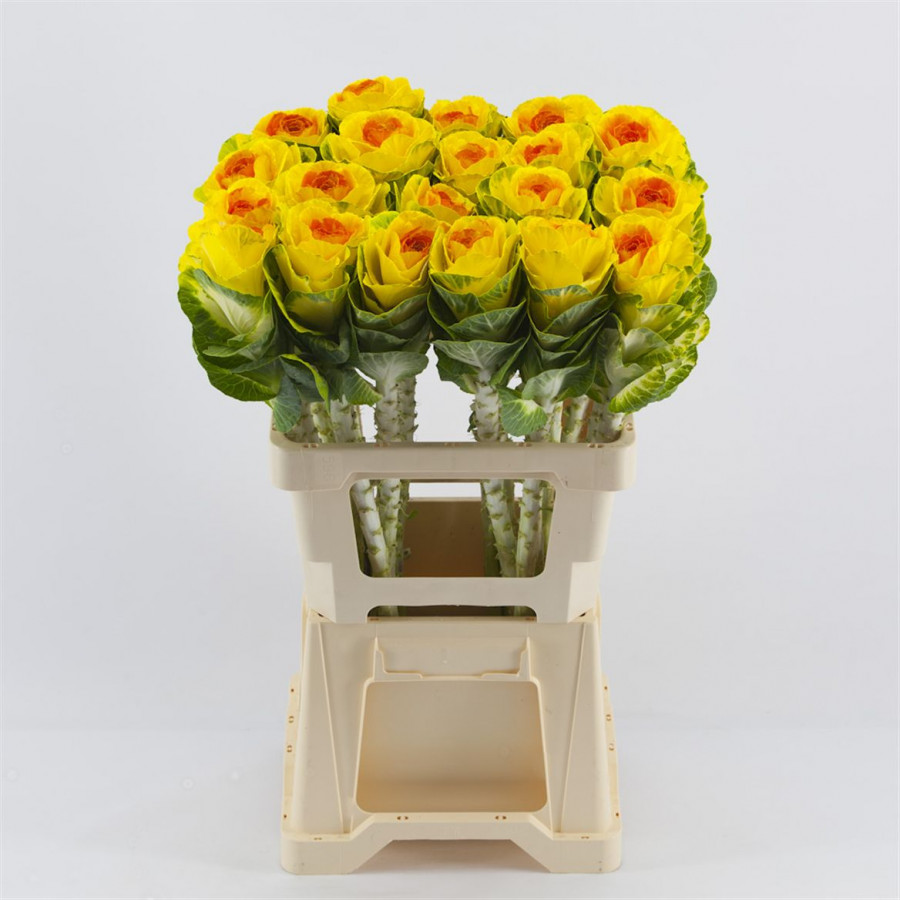 Brassica P.Yellow/Orange