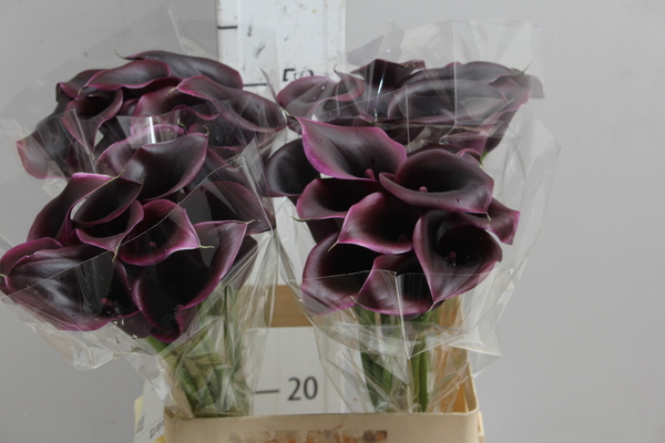 Calla Cantor (black)