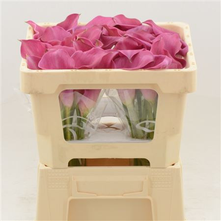 Calla Cpt.Samba (d.pink)