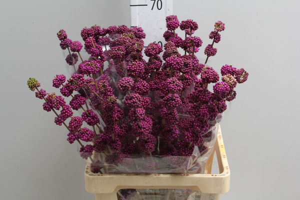 Callicarpa Giraldii Purple
