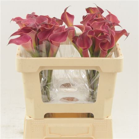 Calla Red Charm