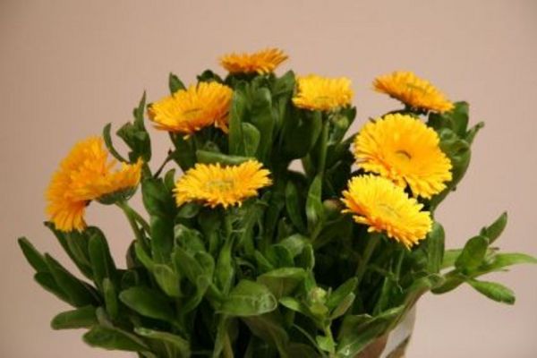 Calendula Yellow