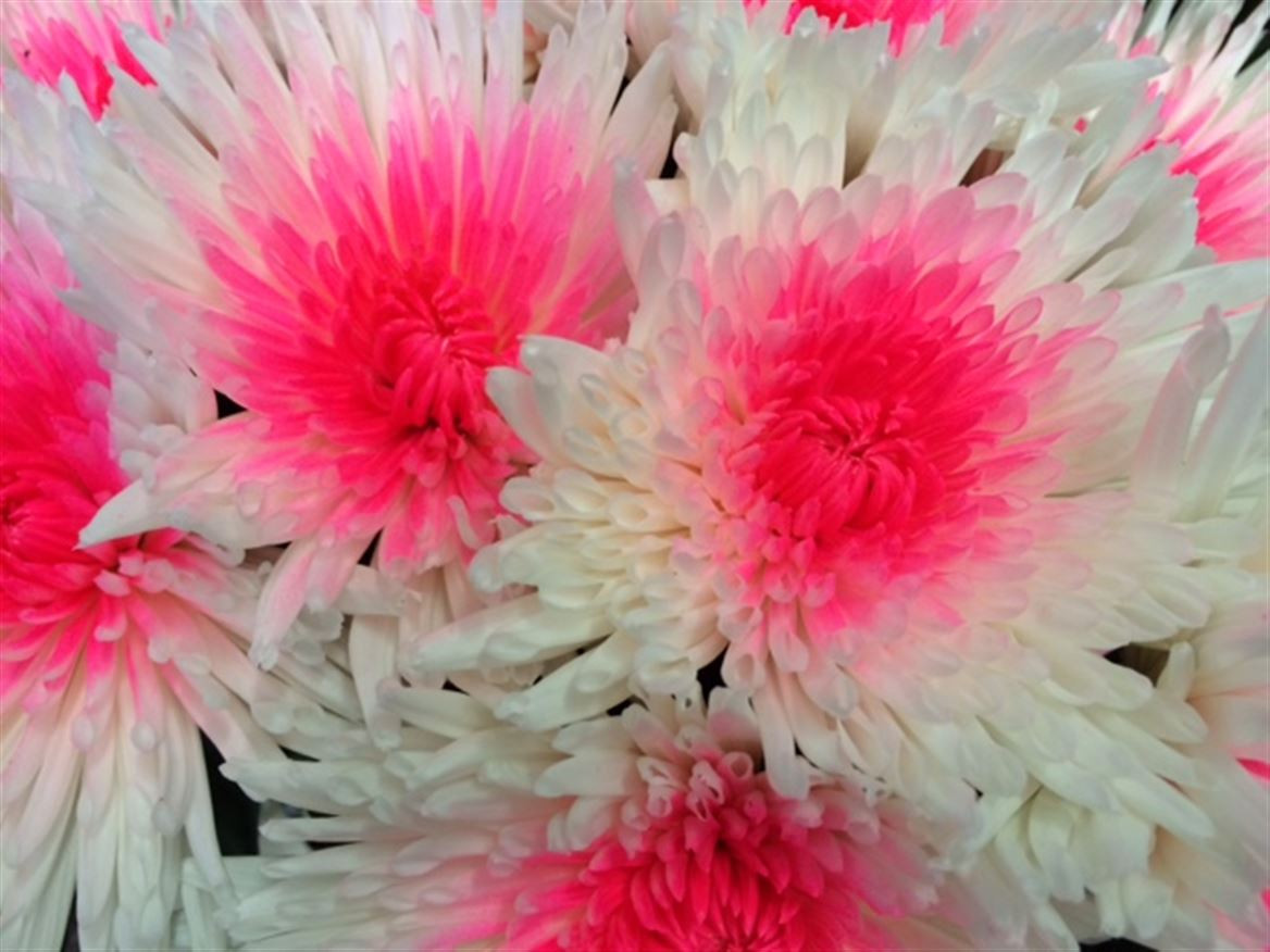 Chr g Paint Ana White+Pink Neon