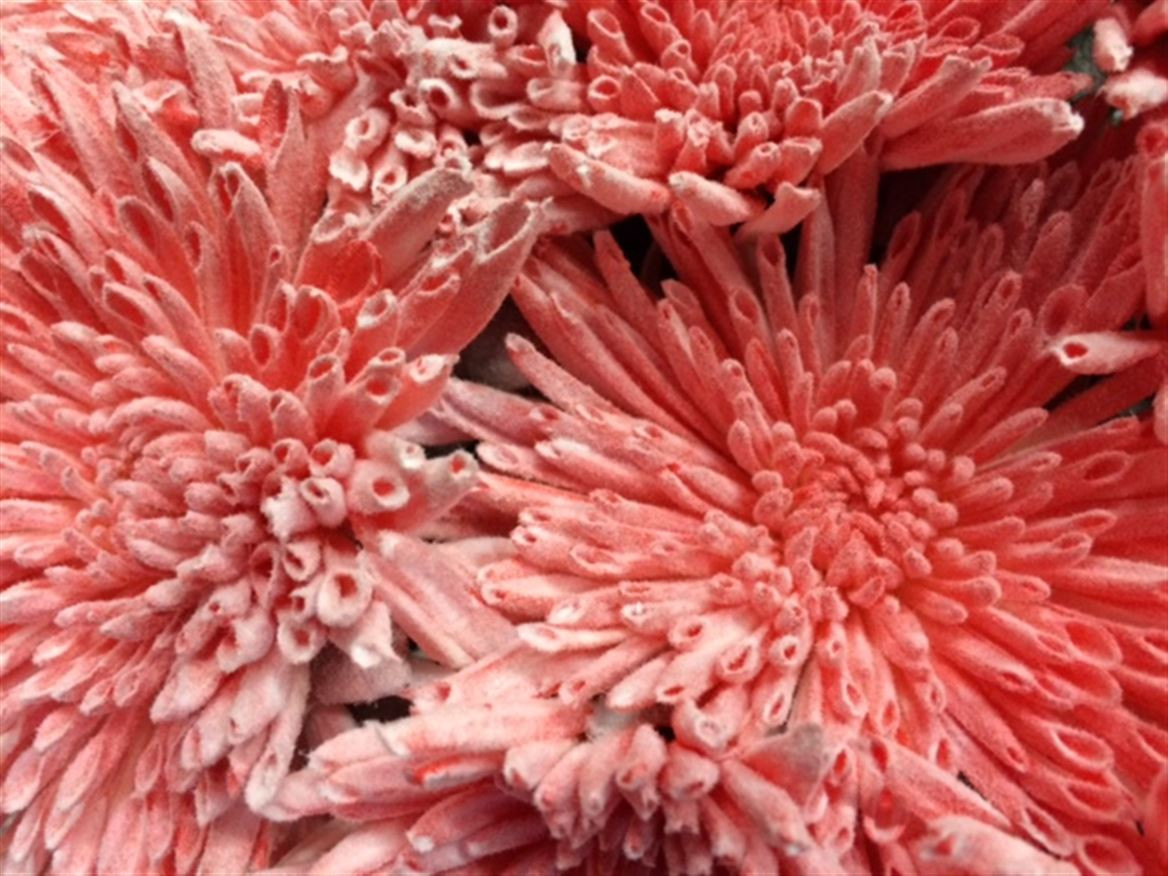 Chr g Paint Ana Snow Red