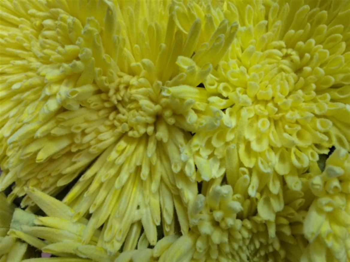 Chr g Paint Ana Snow Yellow