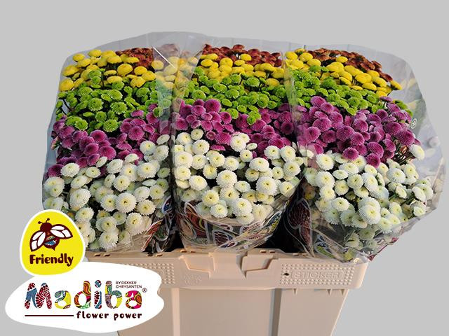 Chr s Madiba Pompo Rainbow