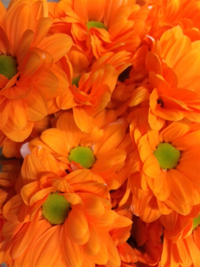 Chr t Paint Bacardi Apricot