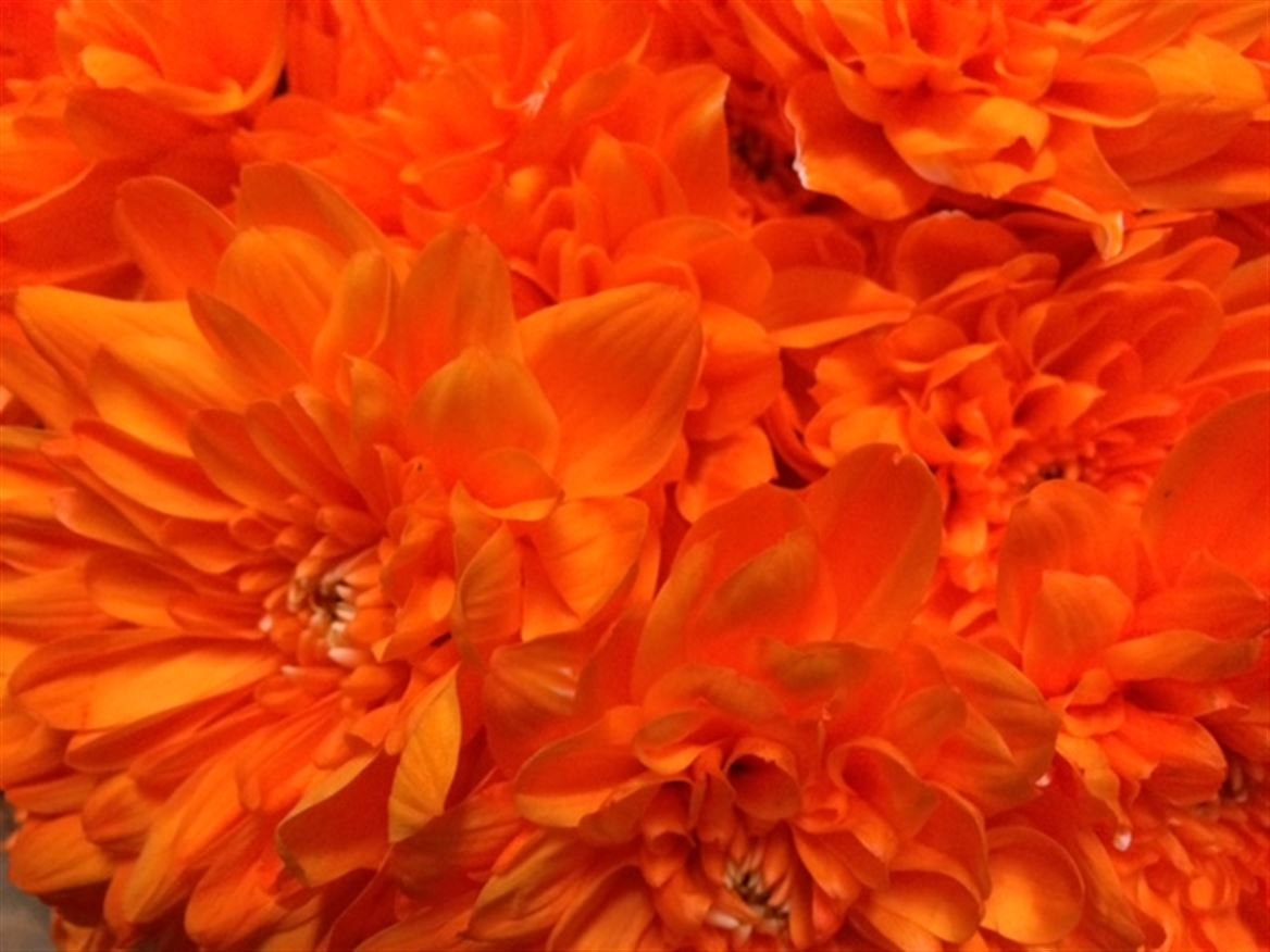 Chr t Paint Baltica Apricot